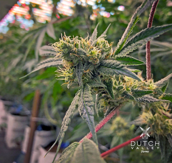 Dutch Valley Farms Gallery