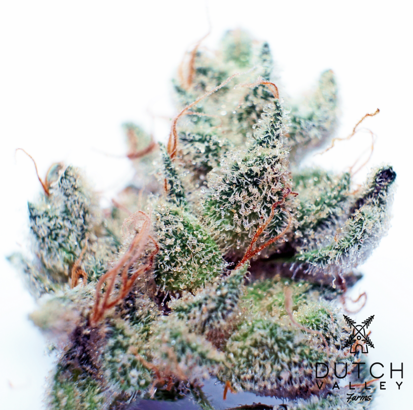 Dutch Valley Farms Gallery