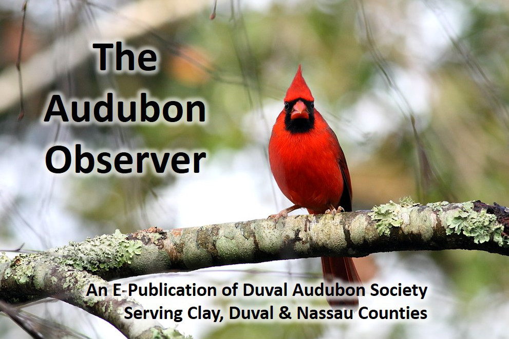 Audubon Observer, January 2019