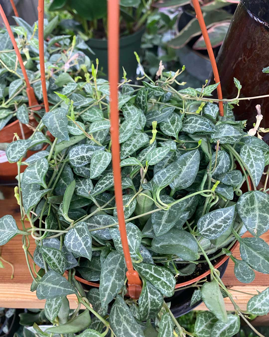 String of Arrows Duvall Hardware and Garden