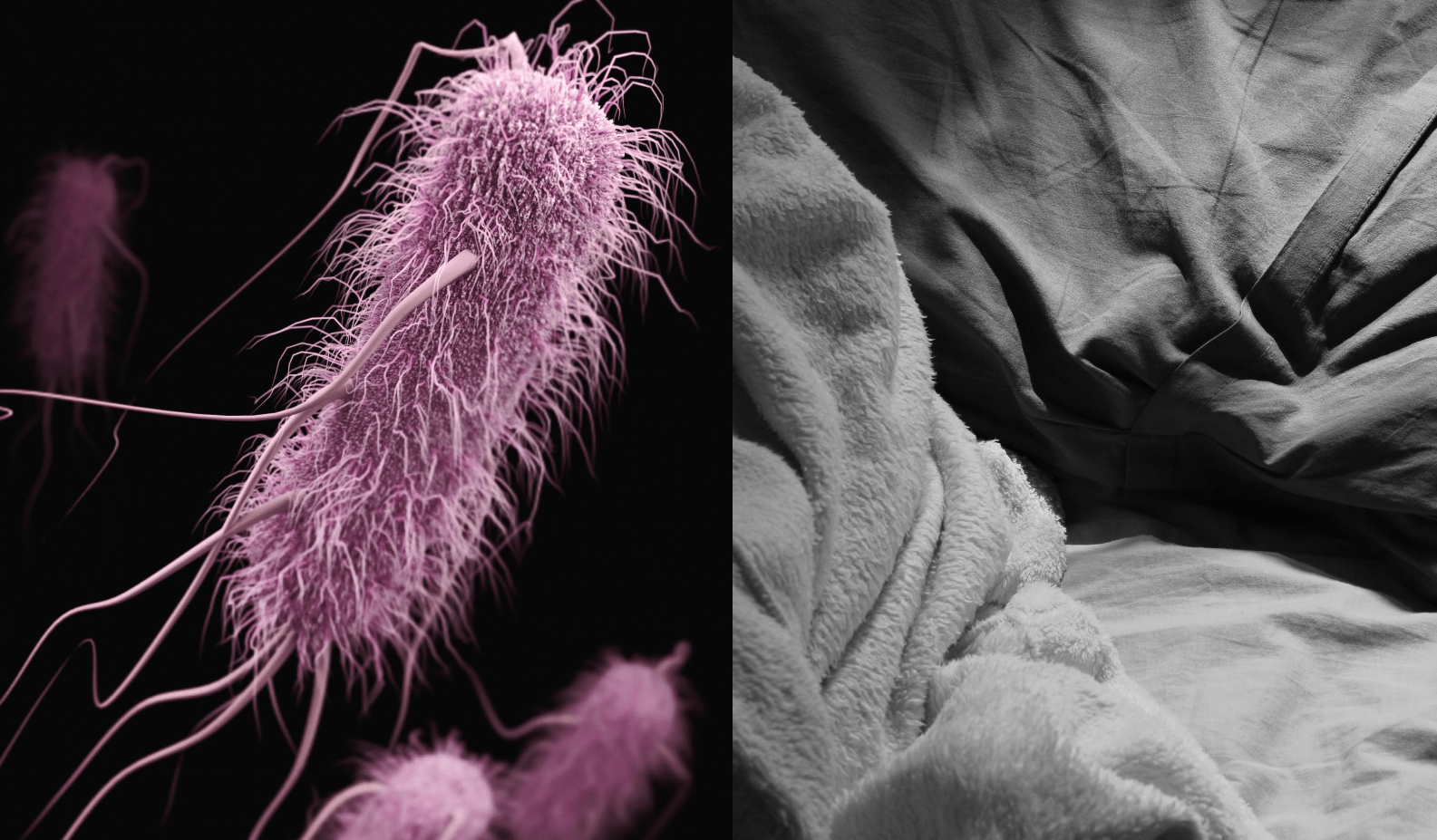 Bacteria in Pillows and How to Keep Them Clean DuviBuddy