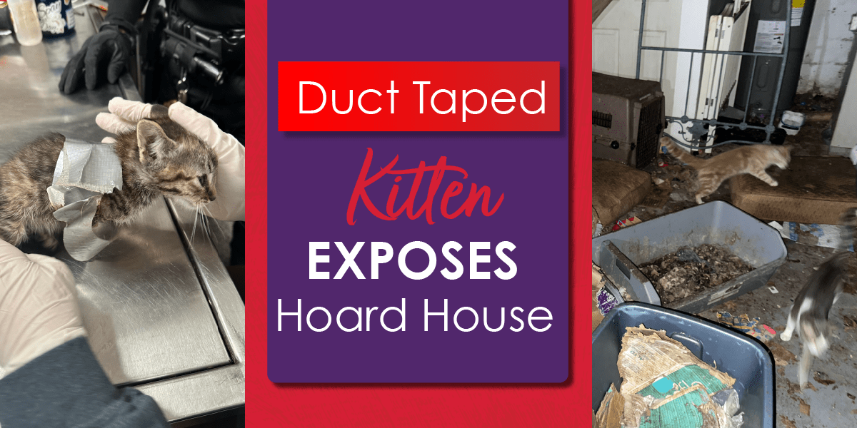 Brandywine Valley SPCA How your local SPCA vet clinic can help your…