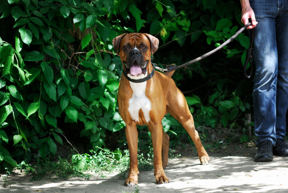 Brandywine Valley SPCA How to take care of your dog when you're on…