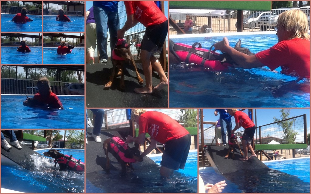 day at the docks 2023 Dock Diving Seminar Success! Desert Valley DPC