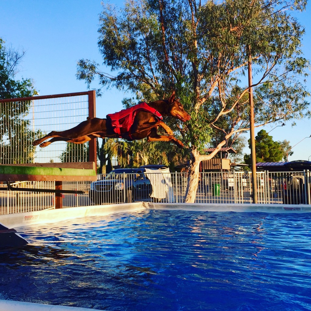 Dock Diving Desert Valley DPC
