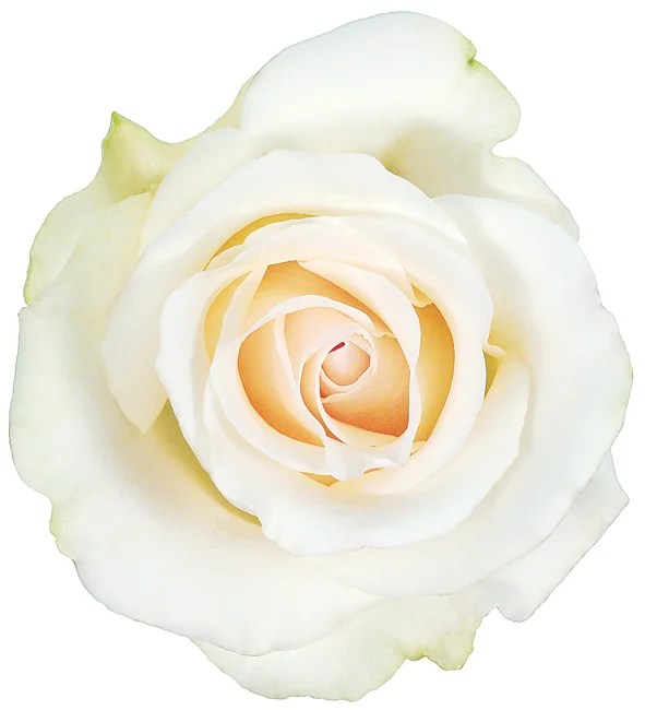 Is There A Flower Called Amelia Best Flower Site