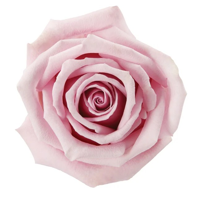 Rose Pink Acapella DV Flora