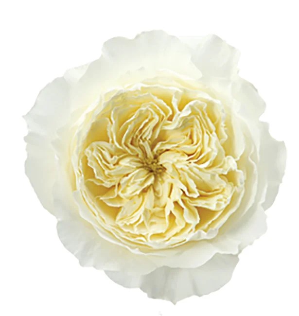 Garden Rose White Patience DV Flora