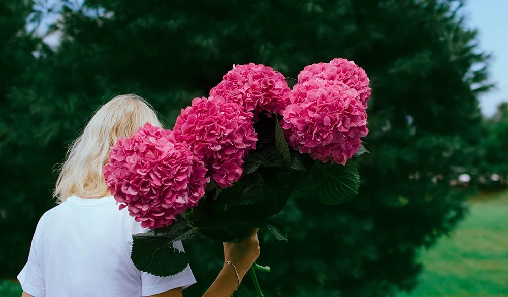 International Flower Day 2019 Best Flower Site