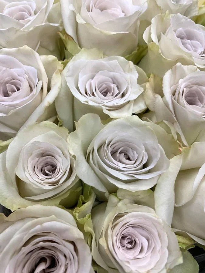 Sampling Several Rose Varieties DVFlora®