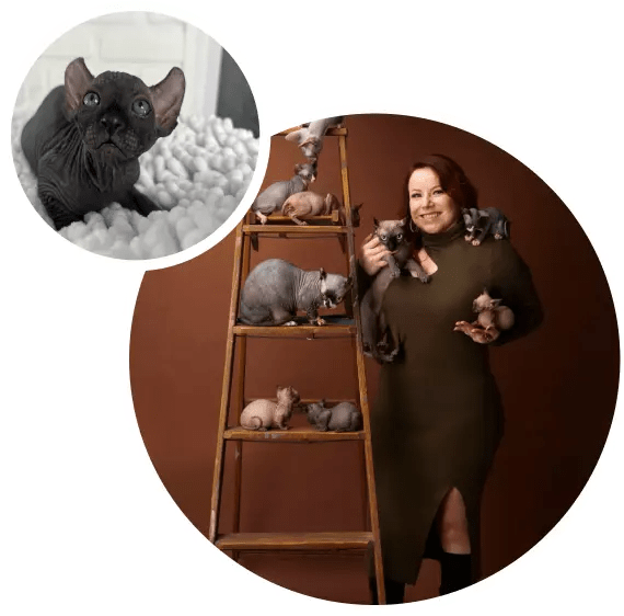 Sphynx Kittens, Dwelf Cat For Sale Arlington, Texas Sphynx Breeder