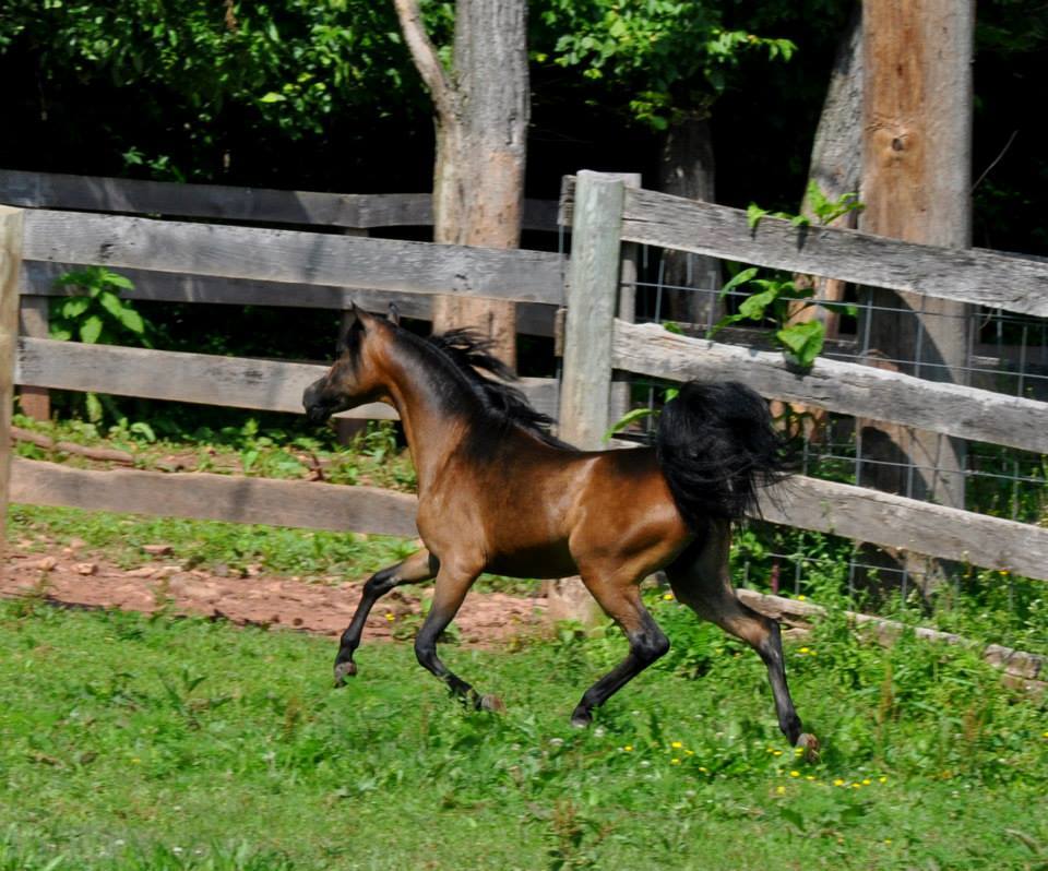 Stallions Diva Valley Miniature Horse Farm