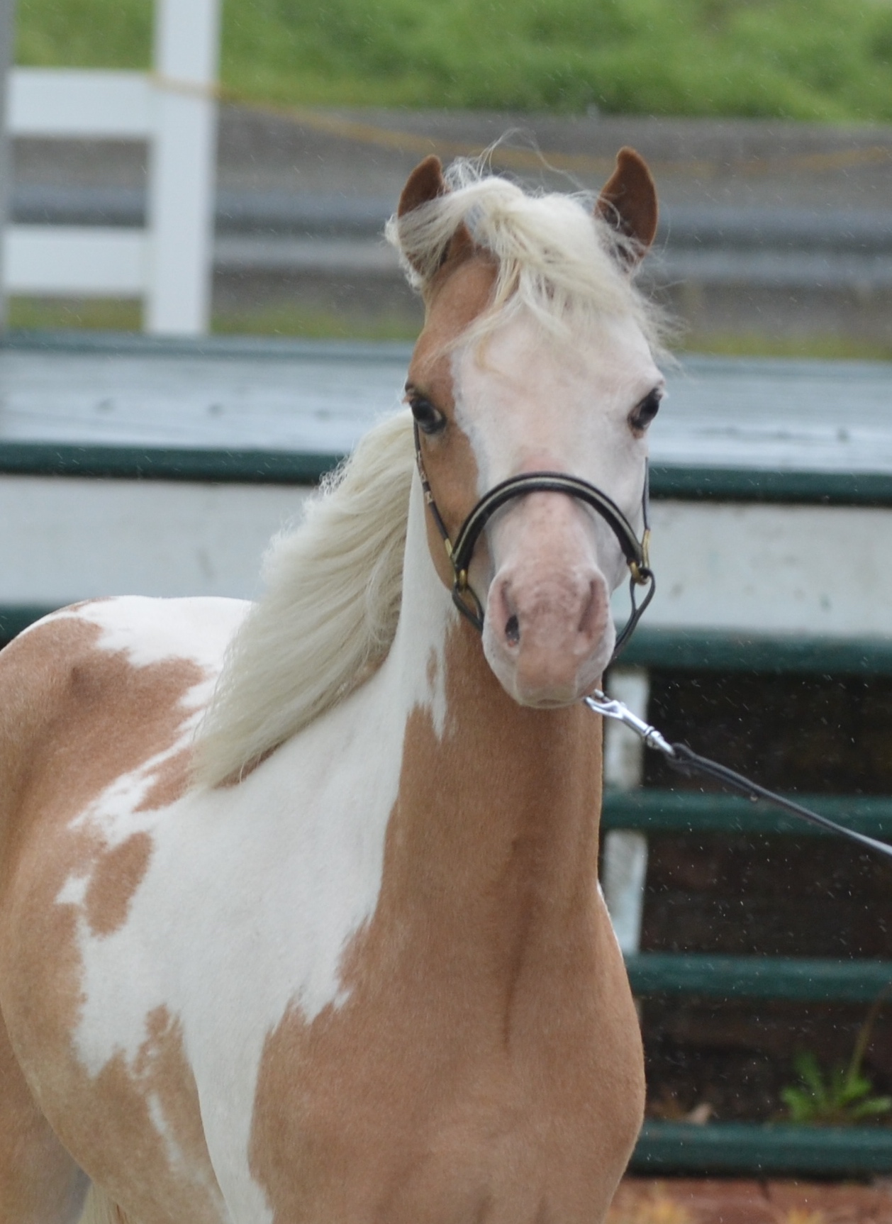 Stallions Diva Valley Miniature Horse Farm