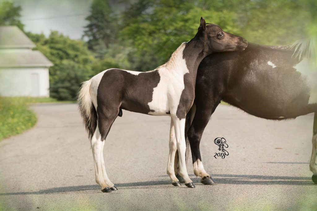 Stallions & Colts For Sale Diva Valley Miniature Horse Farm