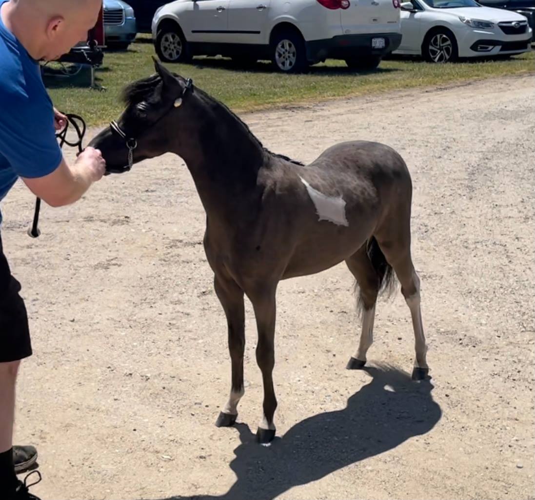 Geldings For Sale Diva Valley Miniature Horse Farm