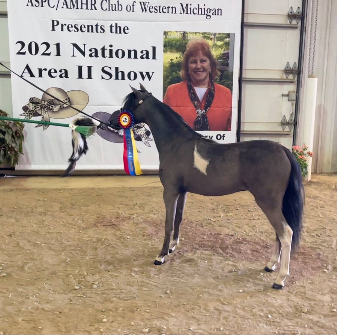 Geldings For Sale Diva Valley Miniature Horse Farm