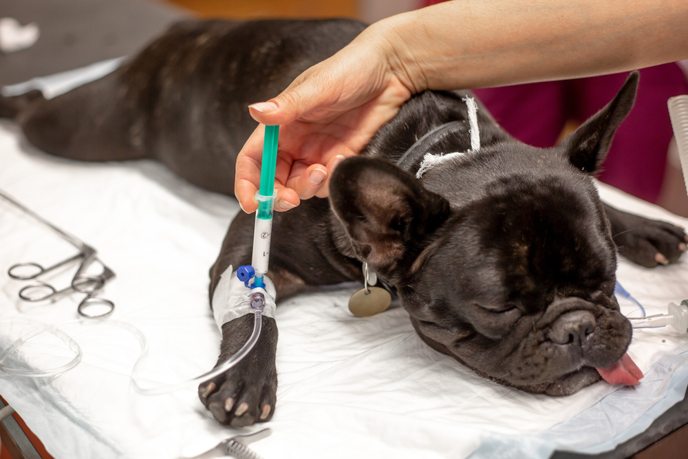 Highest Standards of Care That Keep Your Pet Safe During Surgery GUAM