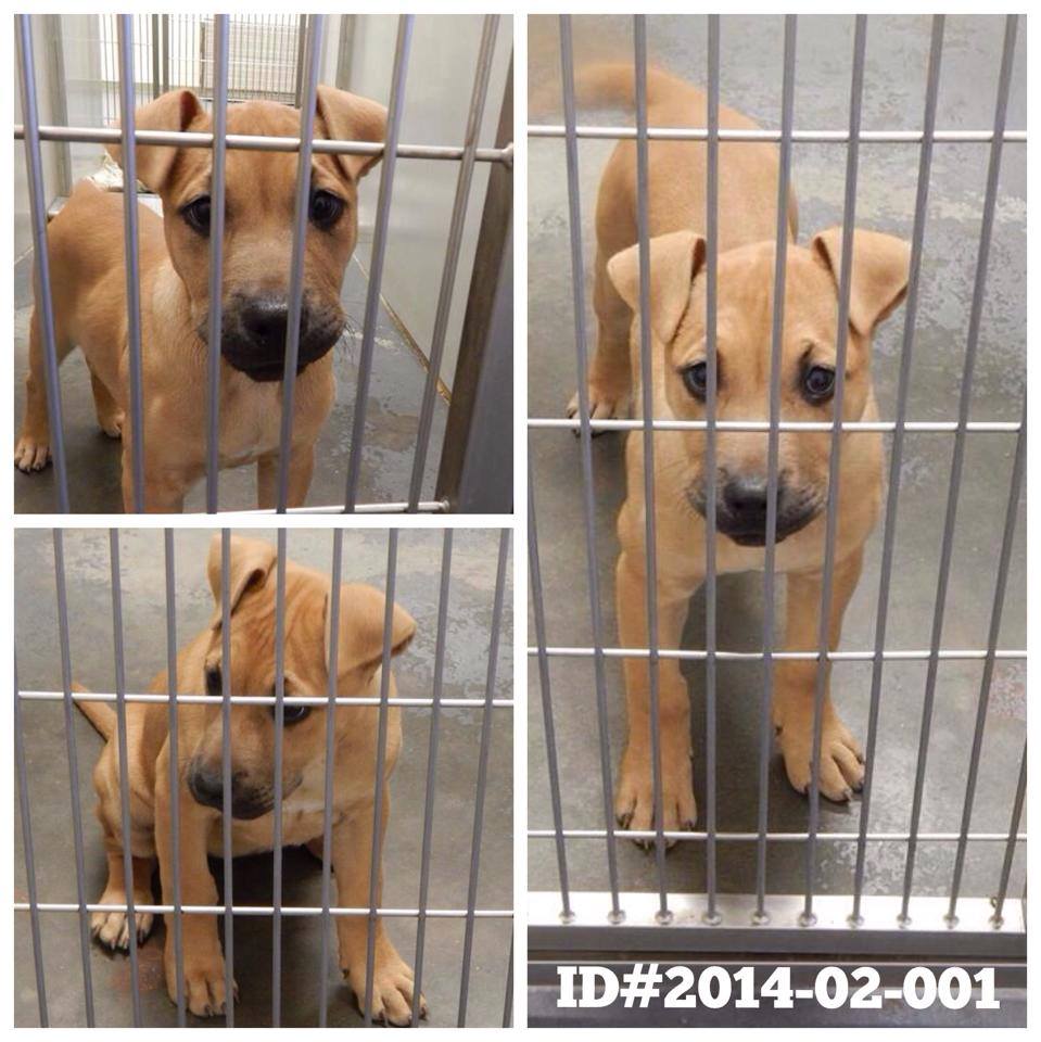 Adoptable Dogs for February 6, 2014 Politics