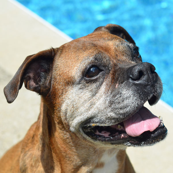 How Old Was The Oldest Boxer Dog That Ever Lived
