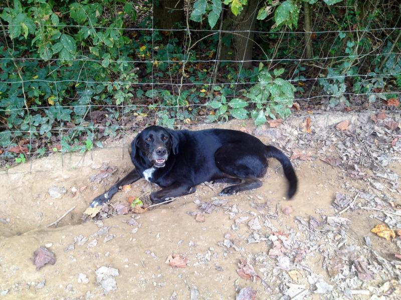 Forsyth County Animal Shelter Donations OlehOleh Banten