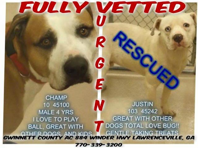 Adoptable Dogs for June 24, 2015 Politics, Campaigns