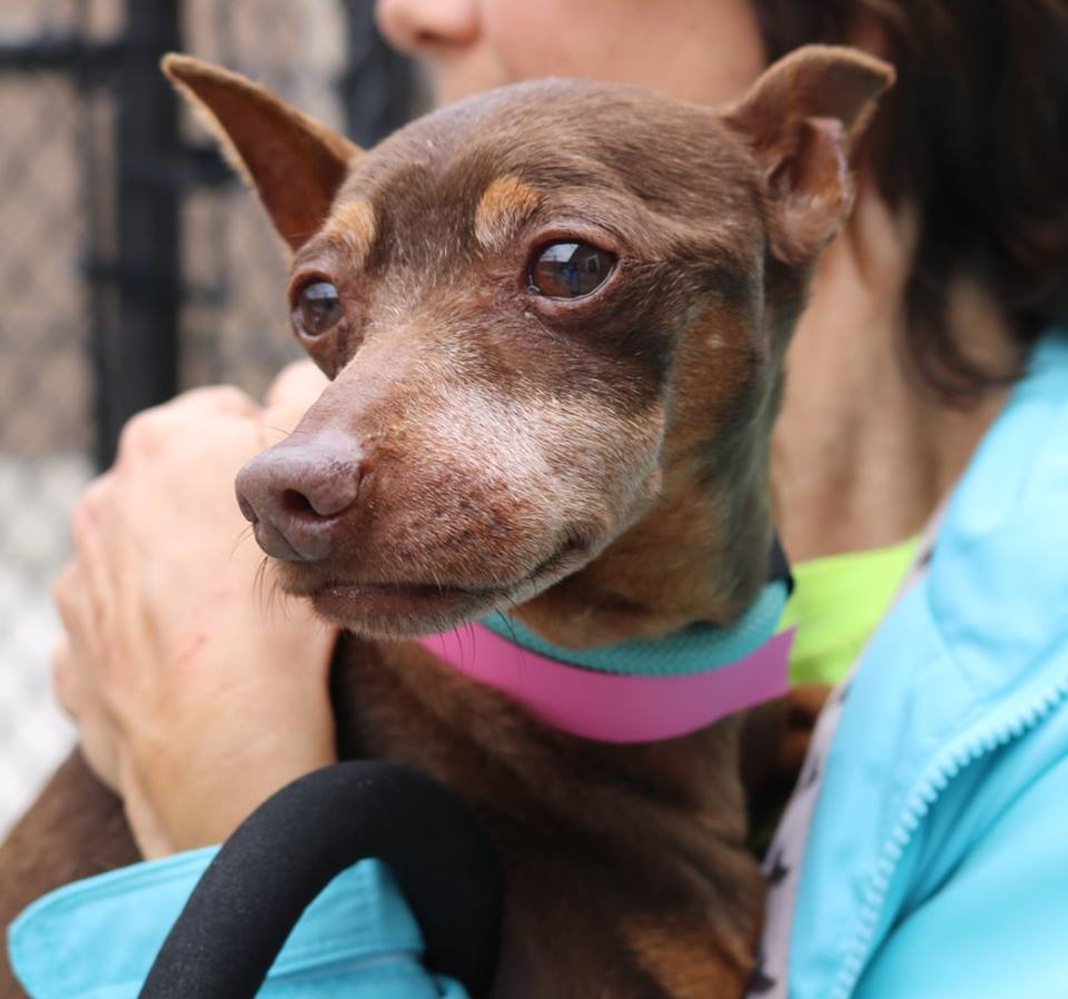 Daily Dogs Archives Page 35 of 98 GaPundit