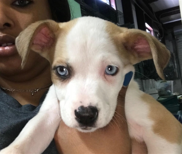 Adoptable (Official) Dogs for April 23, 2019