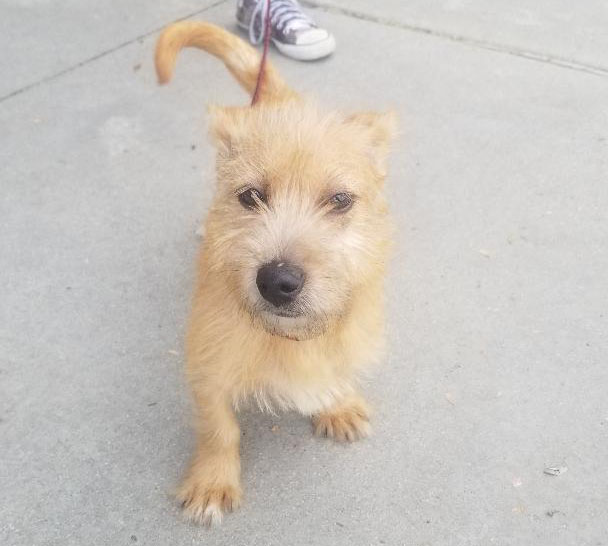 Adoptable (Official) Dogs for April 23, 2019