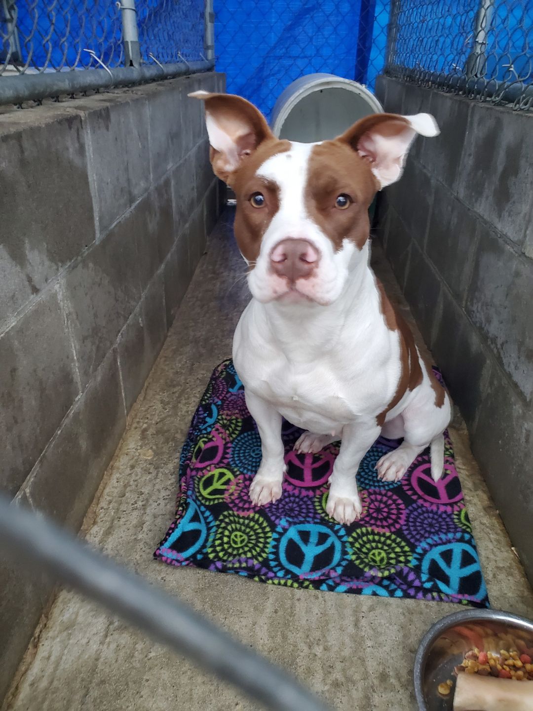 Nashville Ga Pet Adoption This Lovable Cat Needs A Home Tabby In