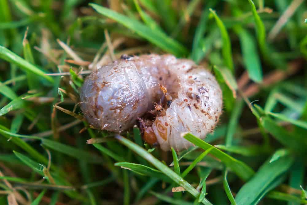 How to Get Rid of Grub Worms in Your Lawn Naturally