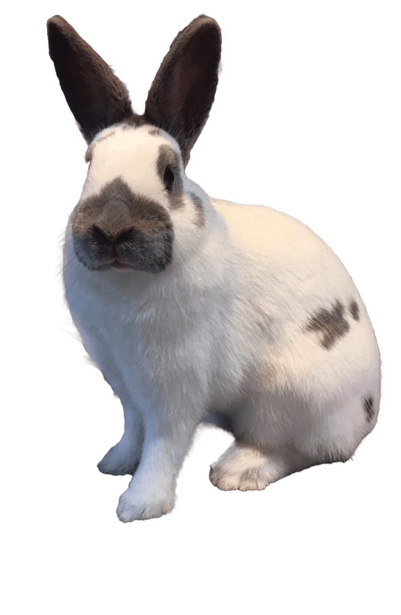 History of the American Dwarf Papillon Dwarf Papillion Club