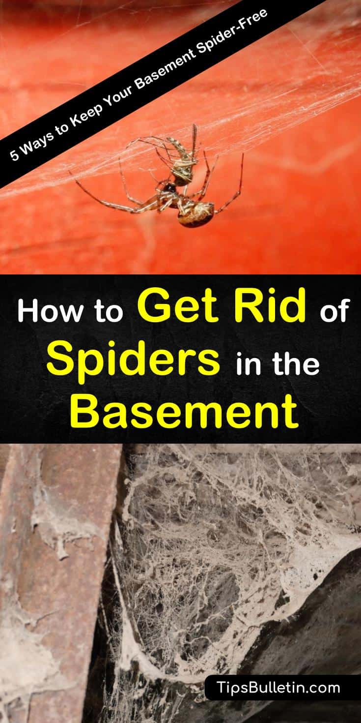 How to Get Rid of Spiders in the Basement DwellHack