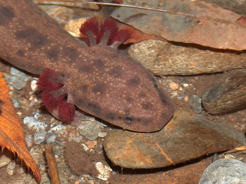 Common Mudpuppy Virginia DWR