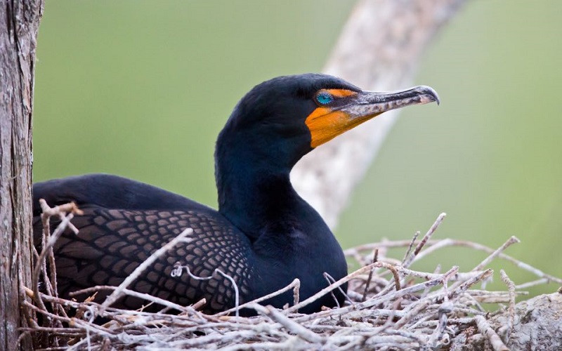 Top Atlas Locations Southcentral and Western Piedmont Virginia DWR