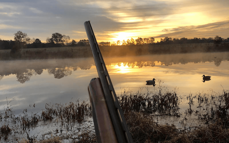 Ducks Can Stop Everything Else Virginia DWR