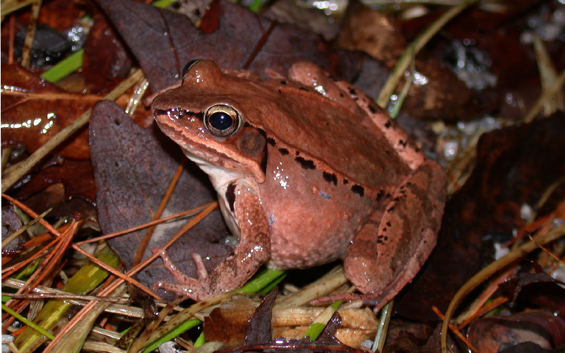 Where Do Frogs Go in the Winter? Virginia DWR