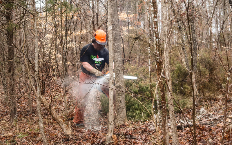 Timber Stand Improvement for Wildlife Virginia DWR