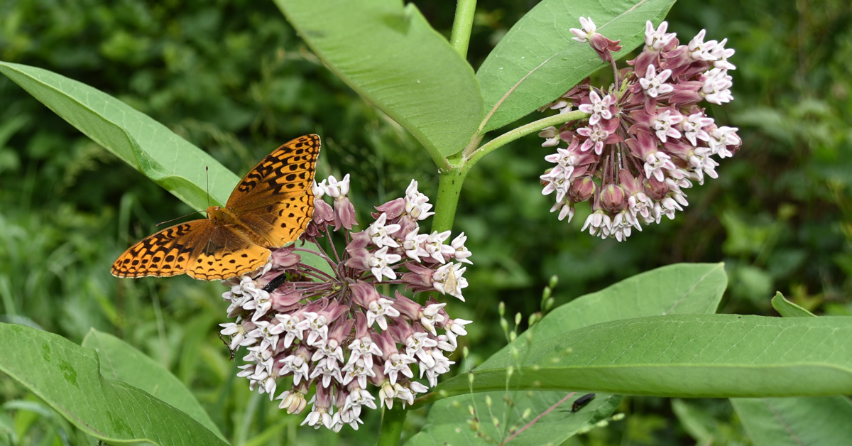 Help the Bees, Butterflies, Bucks, and Bears Create a Pollinator Plot