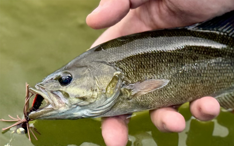 Fishing Virginia Dwr