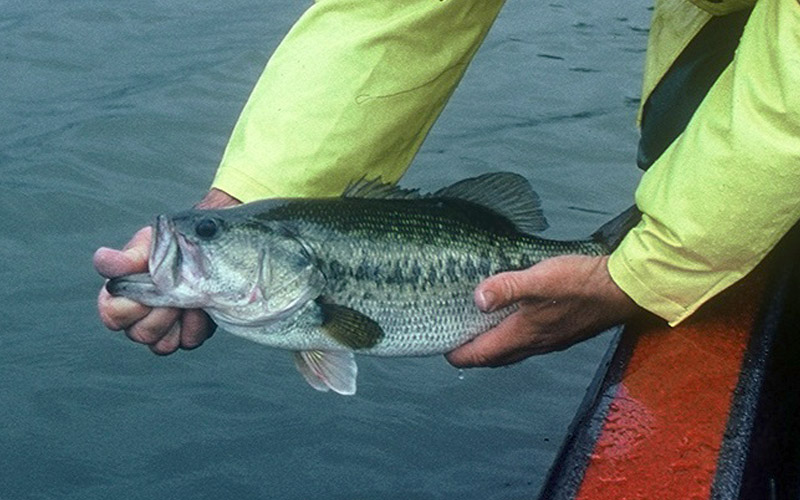 Use the Tide When Chasing Virginia’s Tidal River Largemouth Bass The