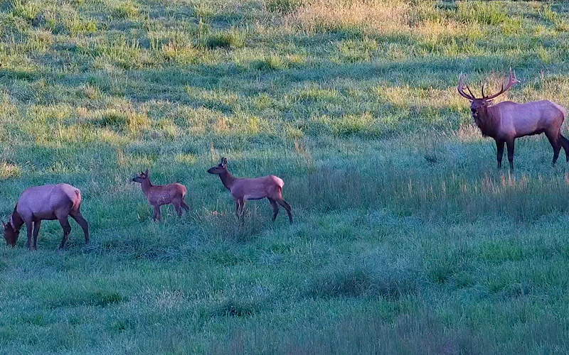 Elk Cam Virginia DWR