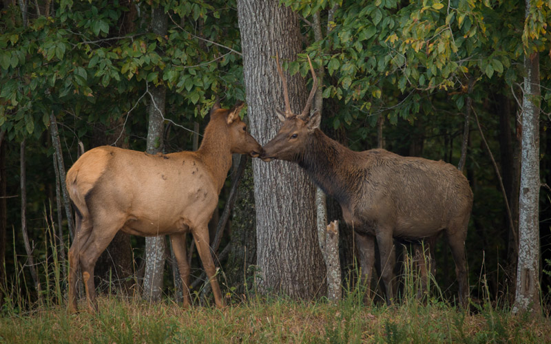 Elk Cam Virginia DWR