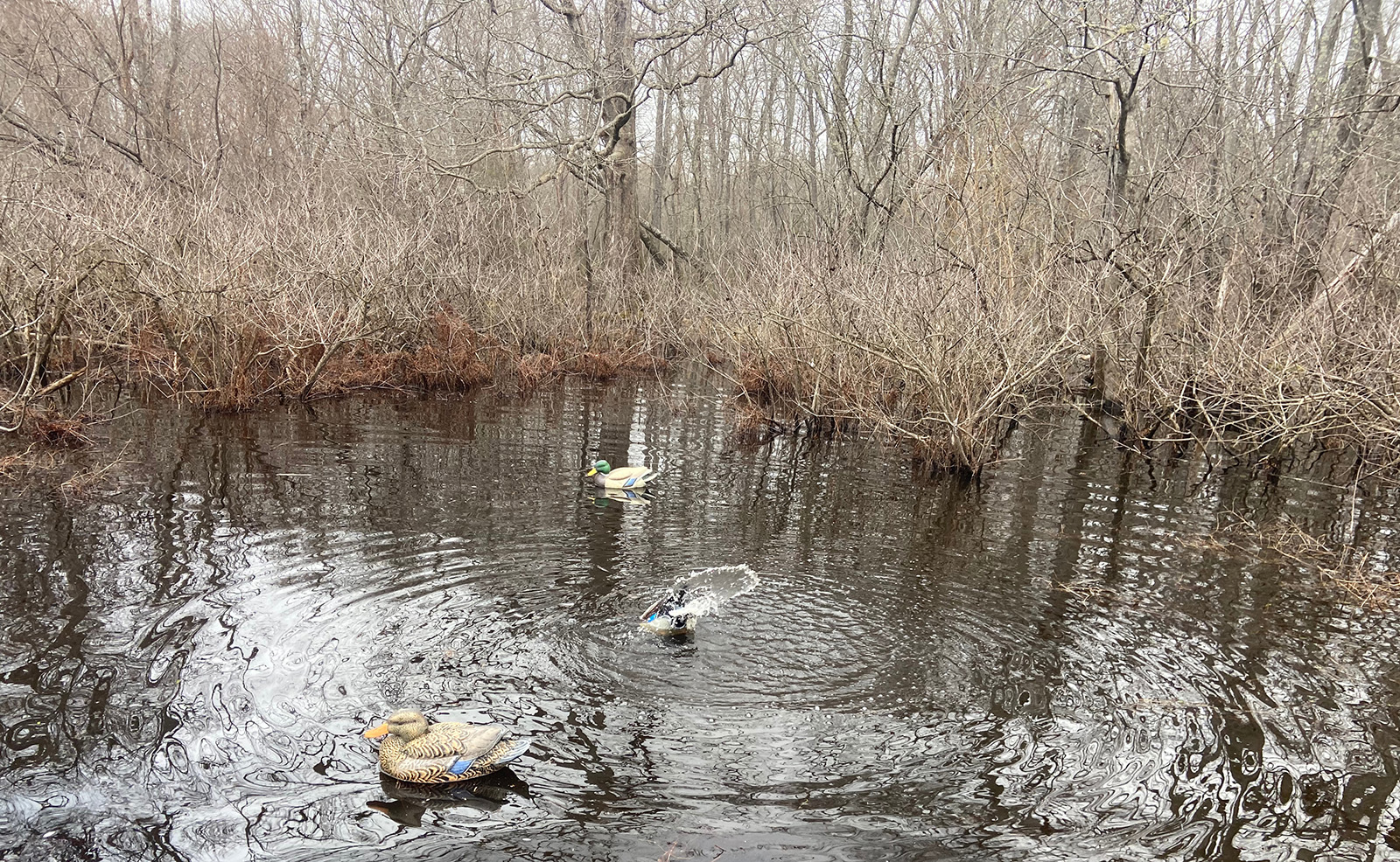 5 Tips for Hunting Virginia’s Slough Ducks Virginia DWR