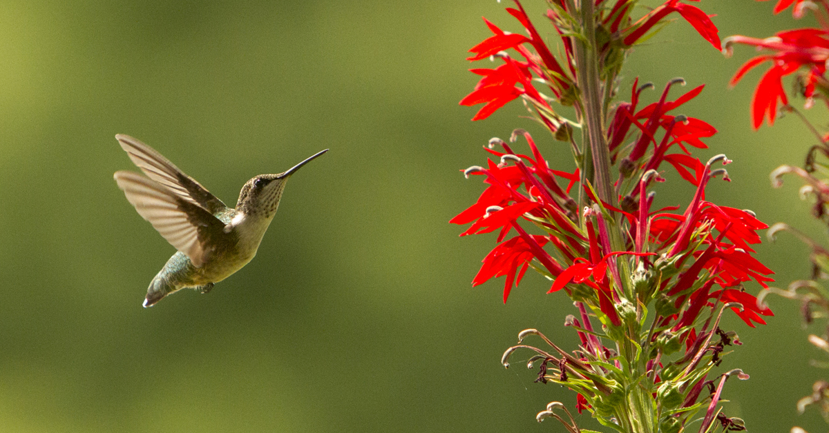 Plant Native Flowers for Hummingbirds and Other Pollinators and Birds