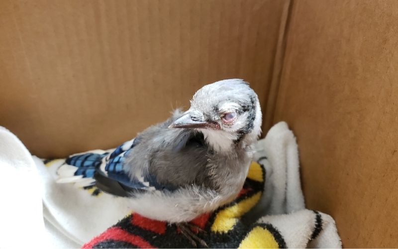 DWR Statement on Sick and Dying Birds in Washington, D.C., Virginia