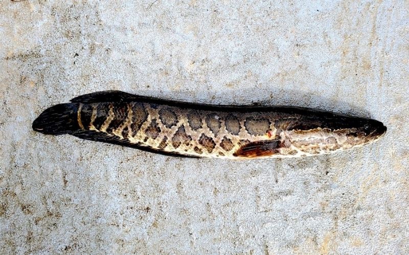 Northern Snakehead Expansion Continues into Pamunkey River Virginia DWR