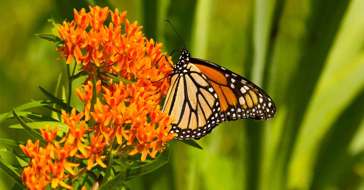 Come See The Butterflies At Cavalier WMA Virginia DWR
