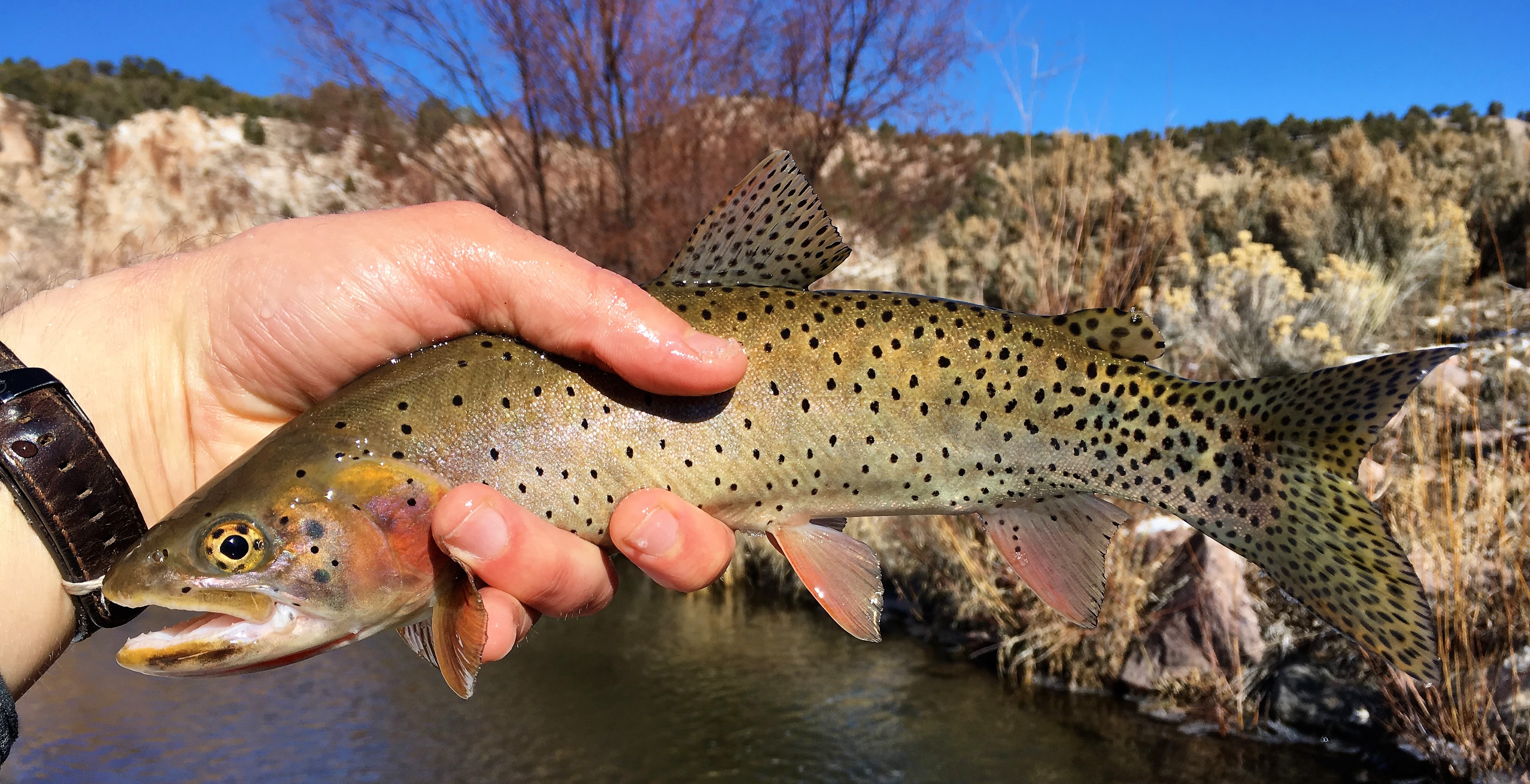 Fish Utah Division of Wildlife Resources