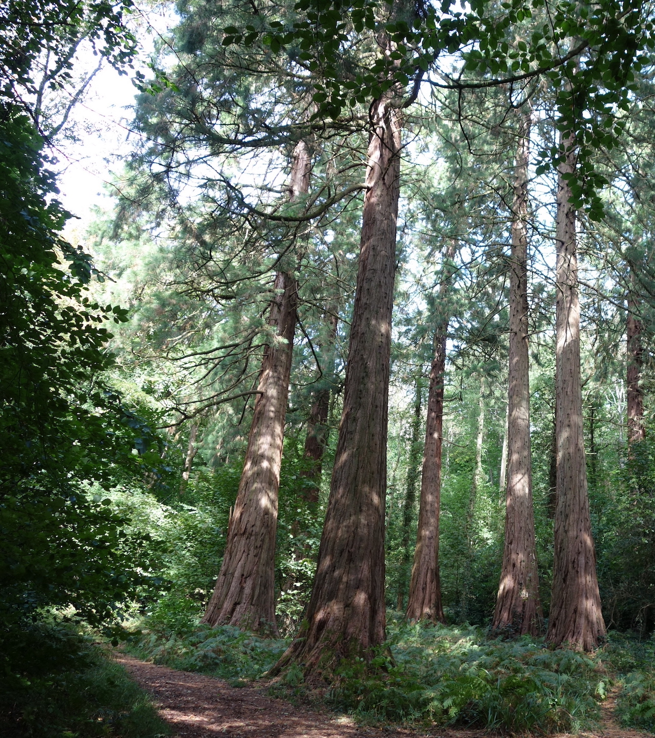 Big Trees of Bristol