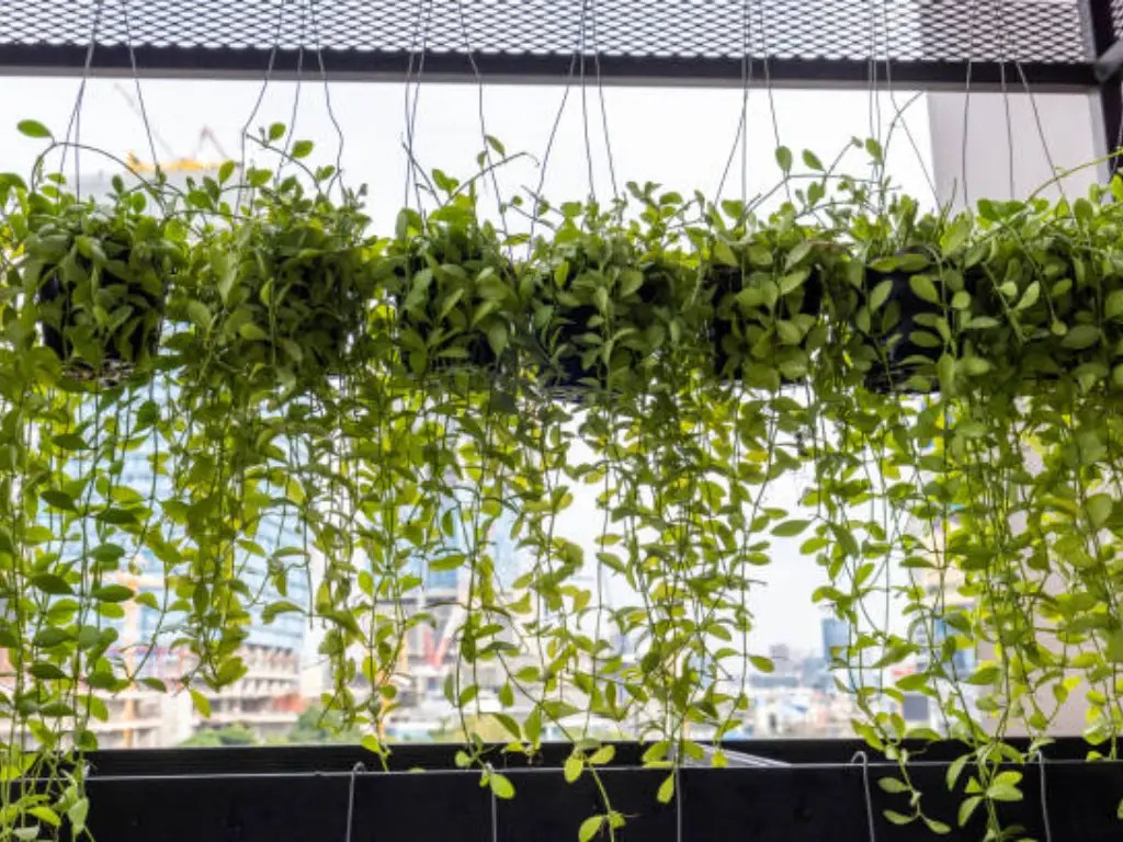 How to Hang Fake Vines on Ceiling A StepbyStep Guide